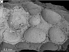 External and internal characteristics of the Middle Jurassic tubular fossils in high magnification.